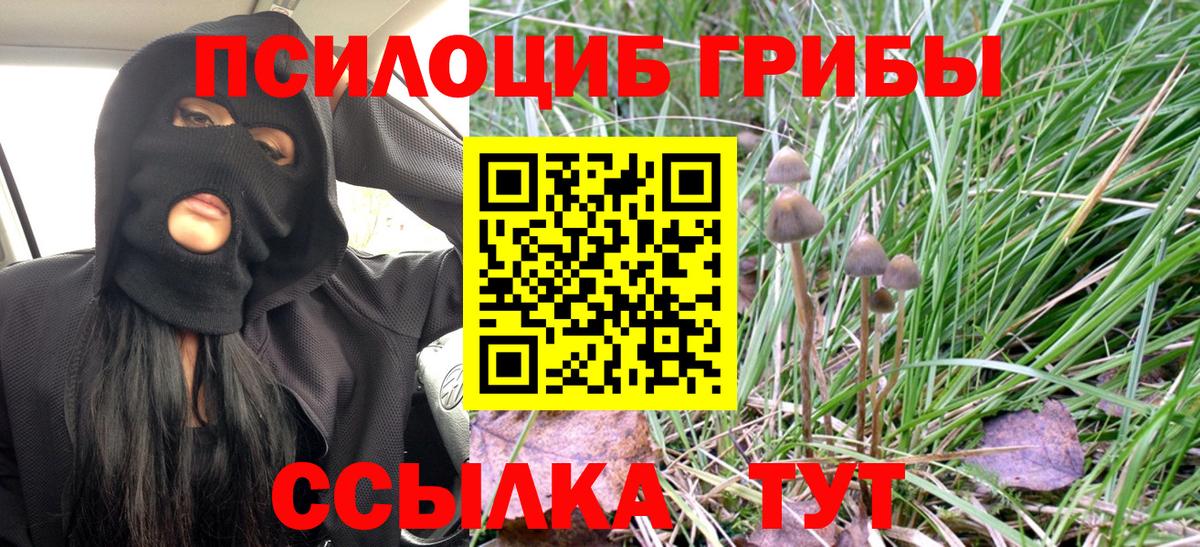 Псилоцибиновые грибы Psilocybe Королёв